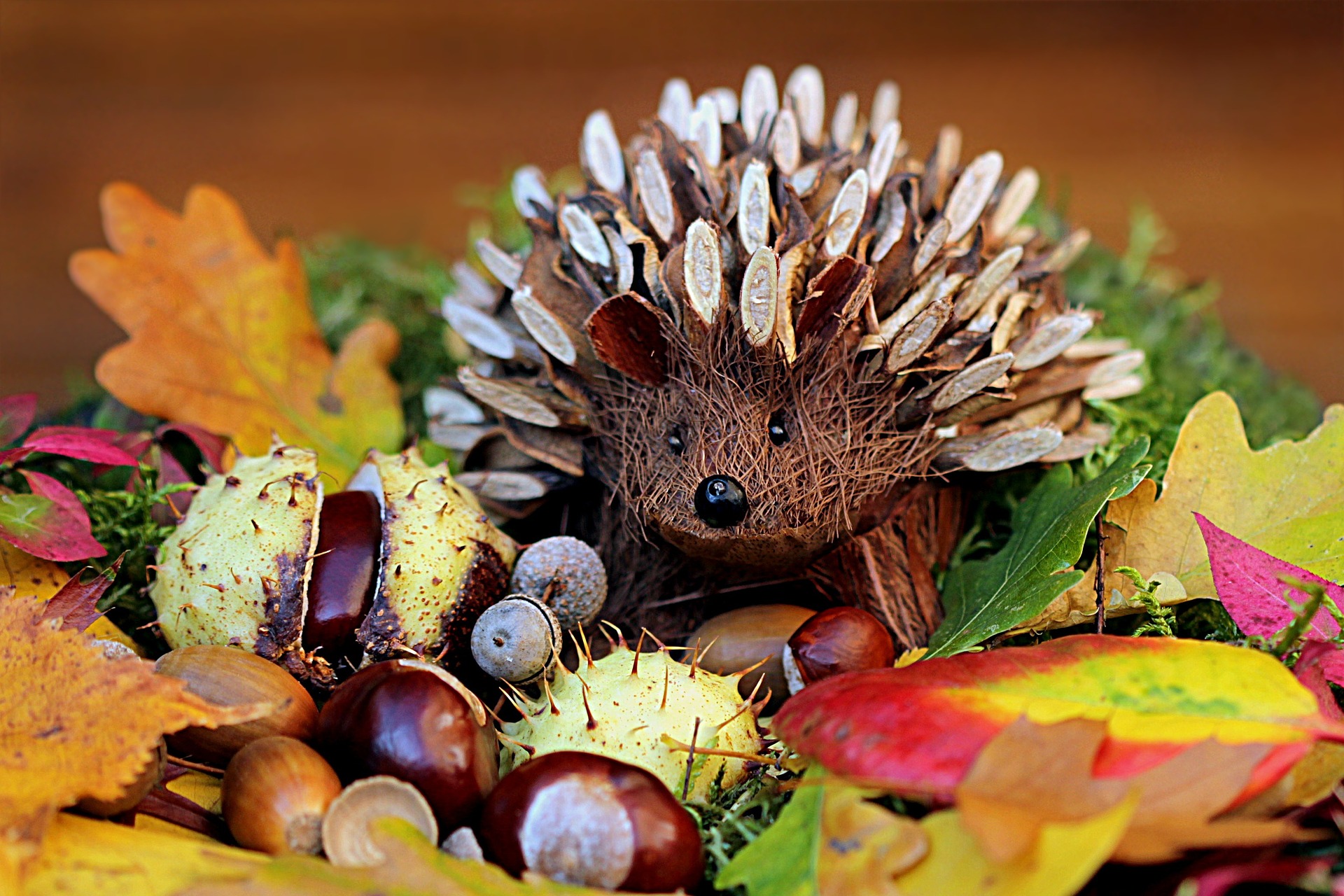 cutest hedgie